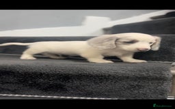 Miniature Dachshund dogs for sale: 4 MINIATURE DACHSHUND PUPPIES 🤍  - Advert 27