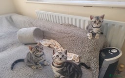 British Shorthair cats for sale: Ready to collect, Silver Tabby kittens  in Rochester - Image 3