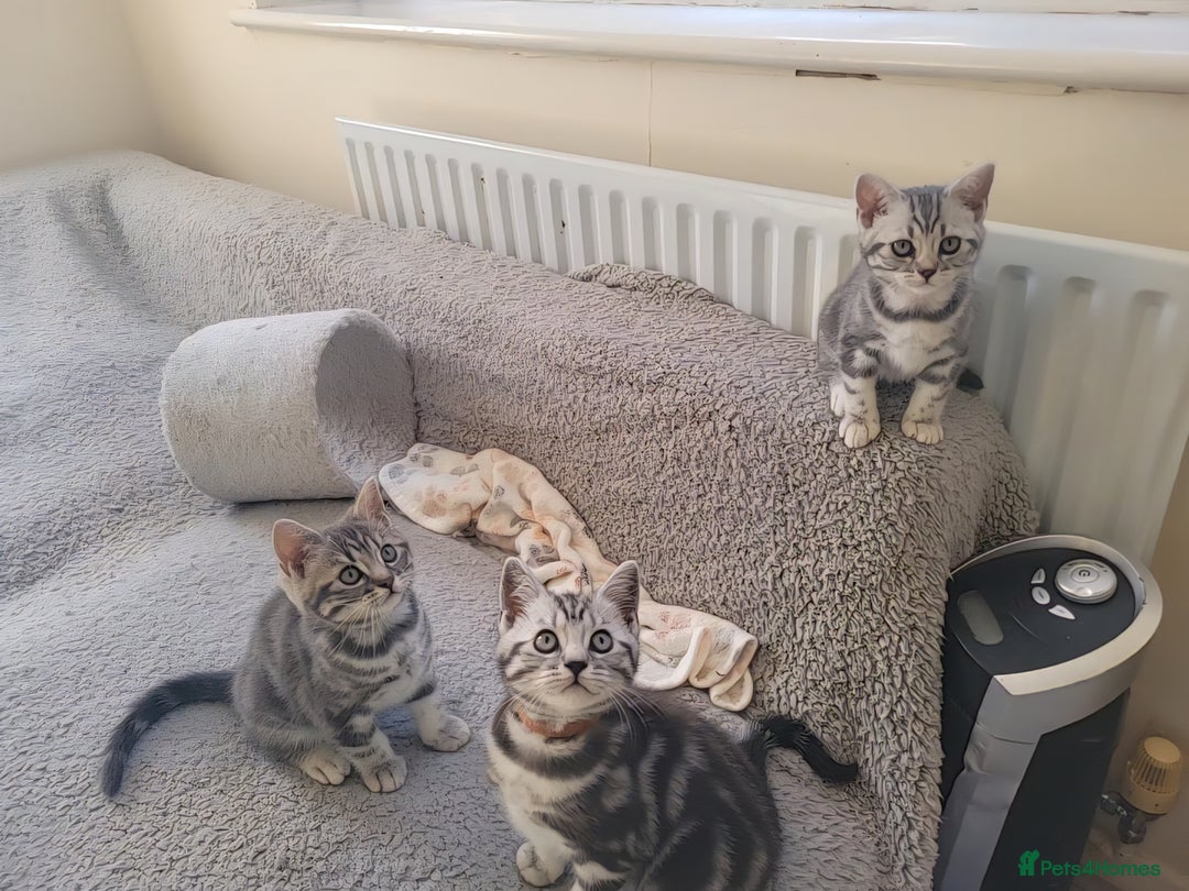 British Shorthair cats for sale: Ready to collect, Silver Tabby kittens  in Rochester - Image 3