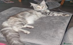 Mixed Breed cats for sale: Mixed breed kittens  - Image 6
