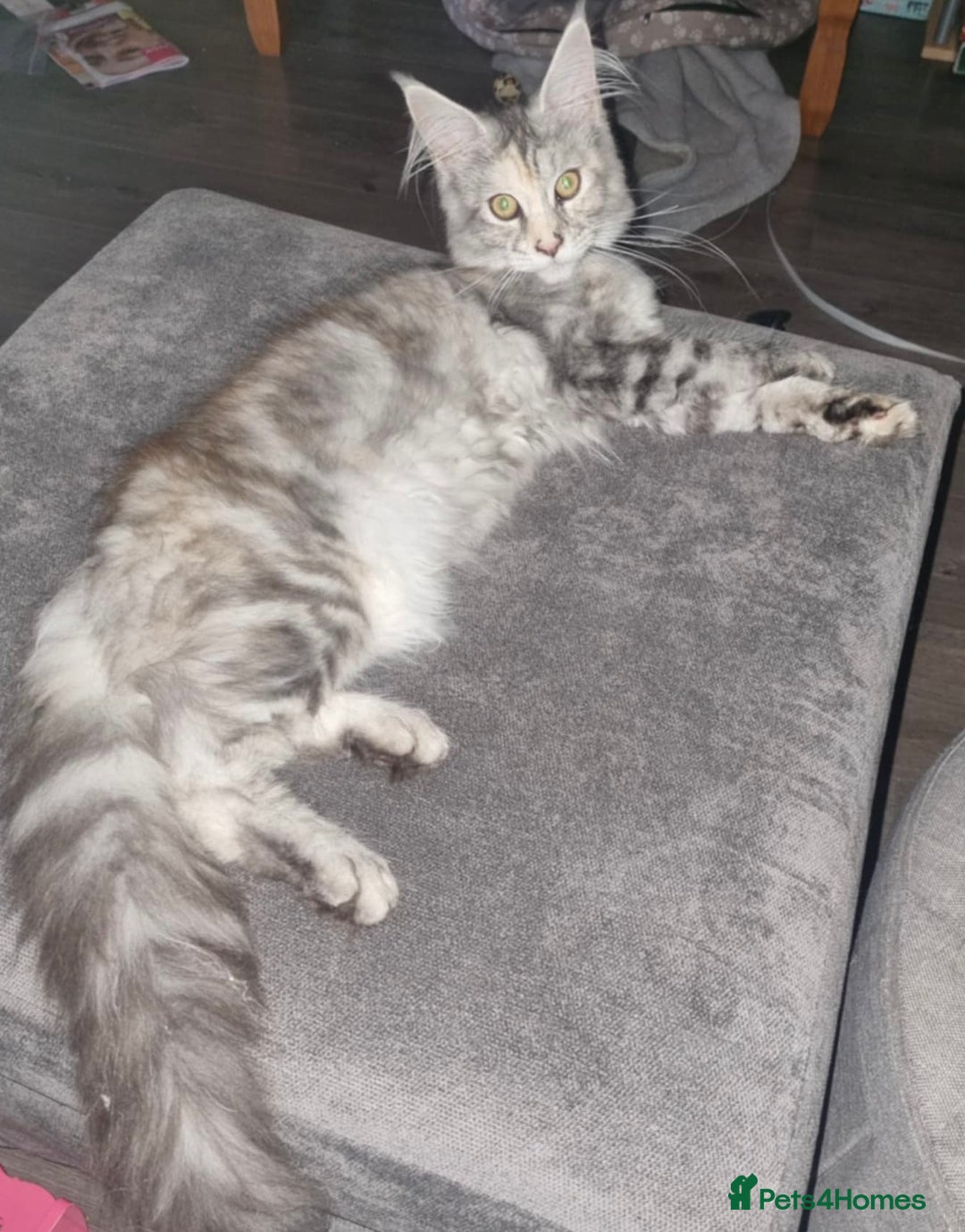 Mixed Breed cats for sale: Mixed breed kittens  - Image 6