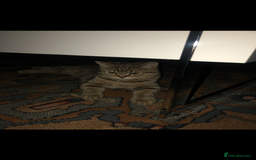 Brazilian Shorthair cats for sale: Beautiful cat British shorthair x tabby cat - Image 4