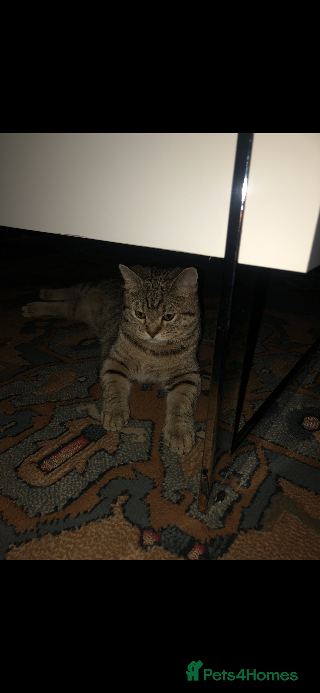 Brazilian Shorthair cats for sale: Beautiful cat British shorthair x tabby cat - Image 4