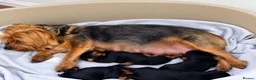 Yorkshire Terrier dogs for sale: Adorable Yorkshire Terrier Puppies in Walsall - Advert 2