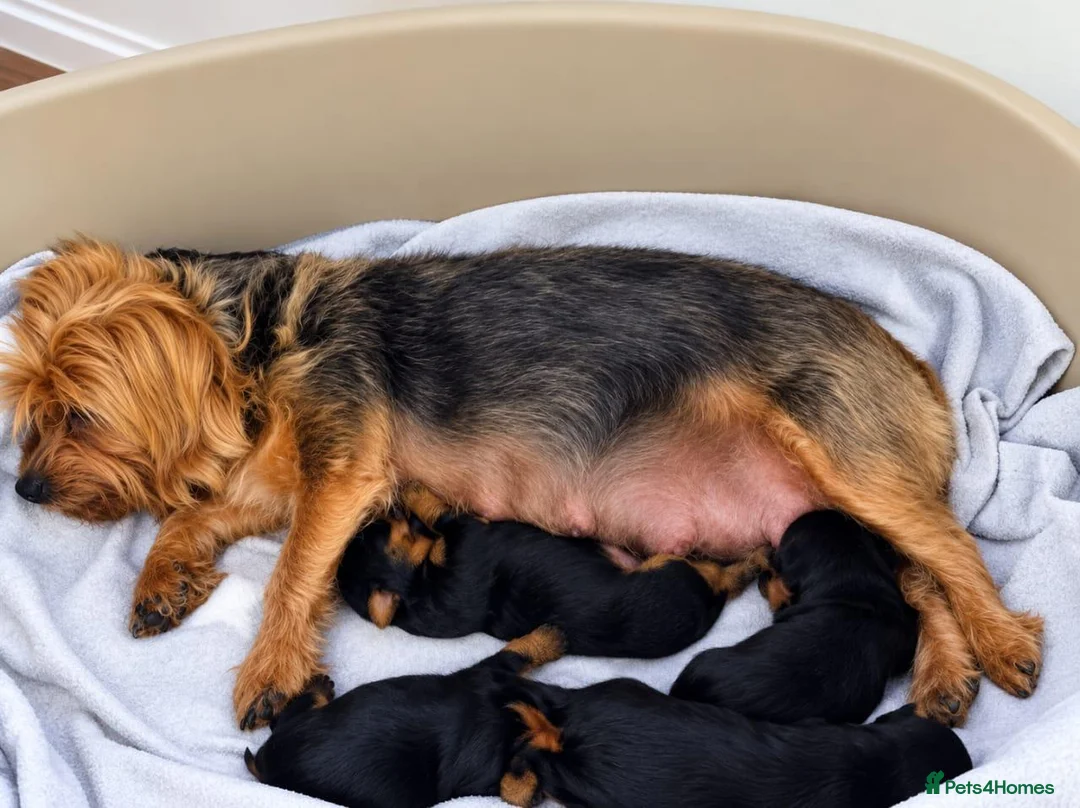 Yorkshire Terrier dogs for sale: Adorable Yorkshire Terrier Puppies in Walsall - Advert 2