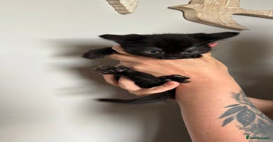 Mixed Breed cats - Advert 1