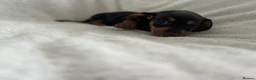 Dachshund dogs for sale: Home Reared Miniature Dachsund Puppies - Advert 9