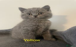 British Shorthair cats for sale: Wonderful, fluffy British Shorthair kittens - Image 5