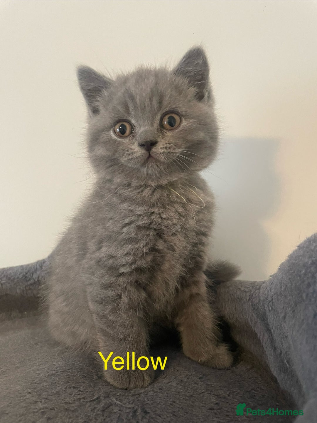 British Shorthair cats for sale: Wonderful, fluffy British Shorthair kittens - Image 5