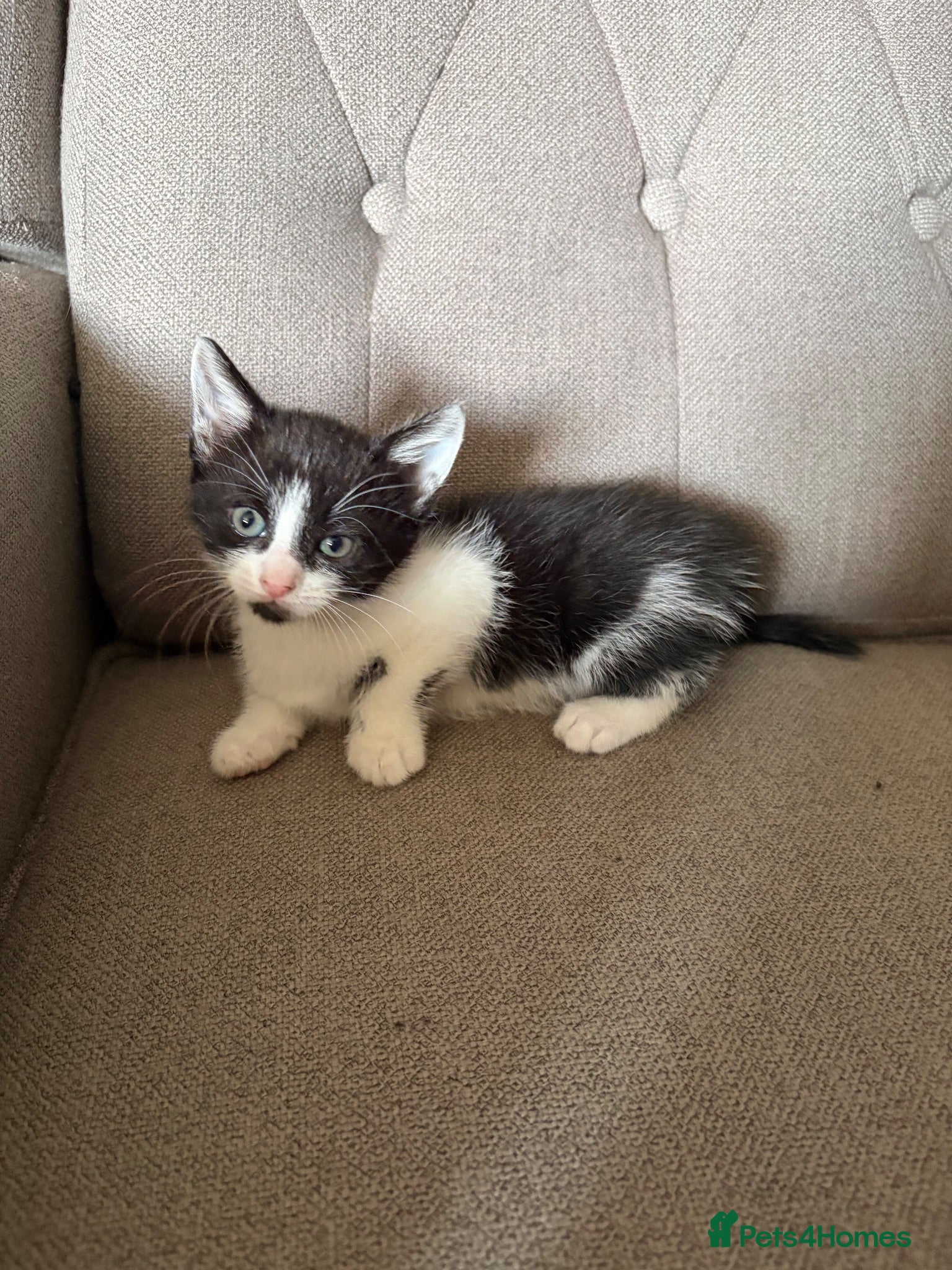 Mixed Breed cats Gorgeous Playful Kittens - Advert 8
