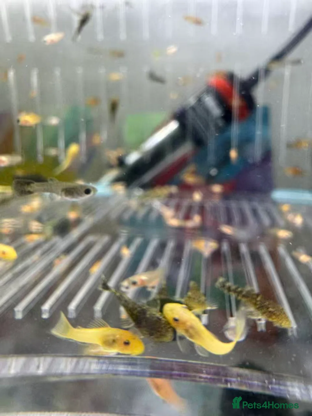 Plecos fish for sale: Bristlenose Pleco Golden&Snowflake – Various Sizes - Advert 15