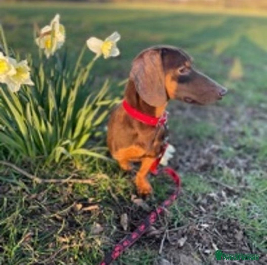 Miniature Dachshund dogs for stud: Experienced Choc & Tan Mini - KC Reg & DNA CLEAR in Romford - Advert 9