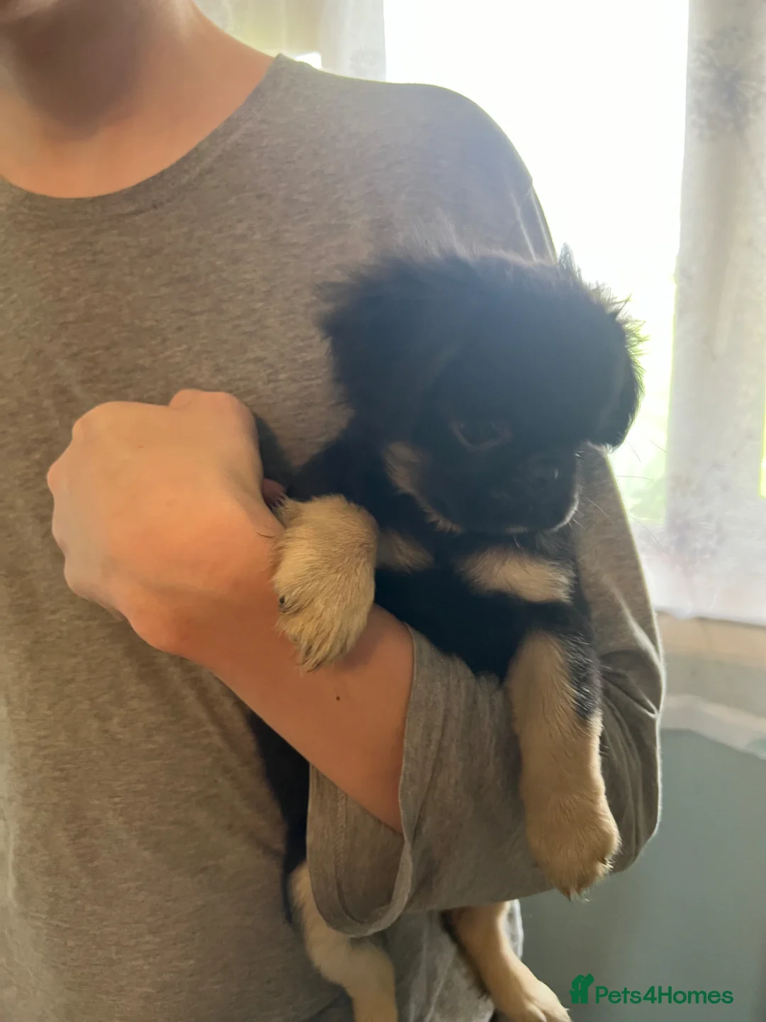 Pug dogs for sale: 1 left kc reg 10 weeks old black full kc pug pups - Advert 2