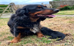 Cockerdor dogs for sale: Beautiful Cockerdor Puppies  - Image 2