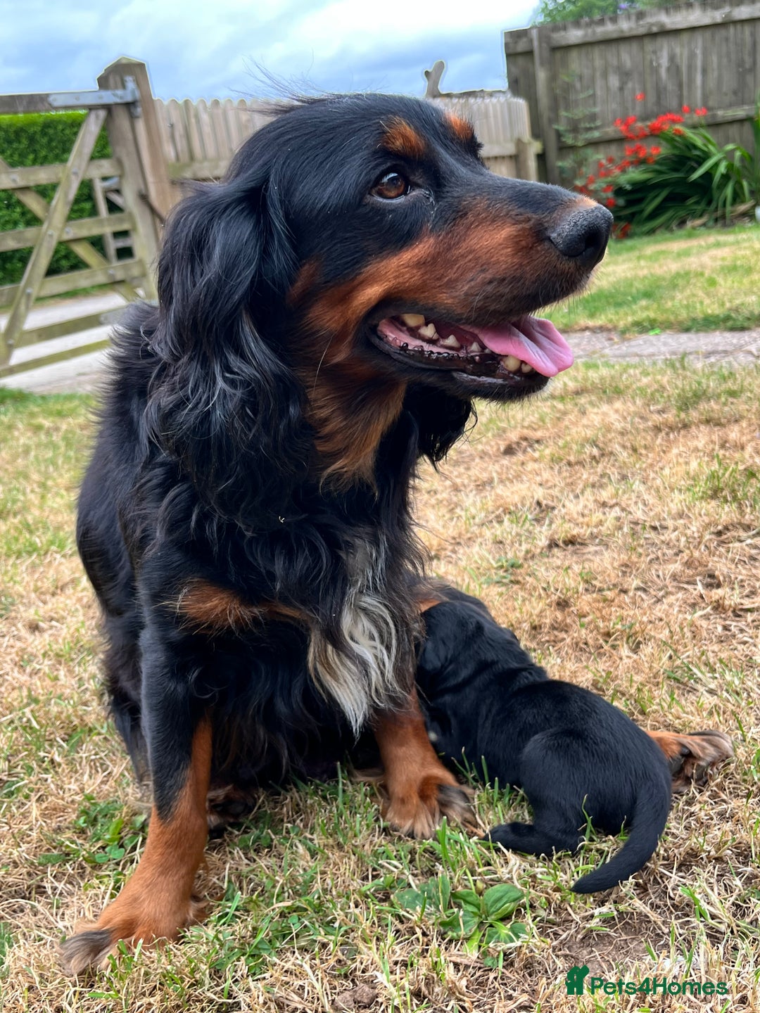 Cockerdor dogs for sale: Beautiful Cockerdor Puppies  - Image 2