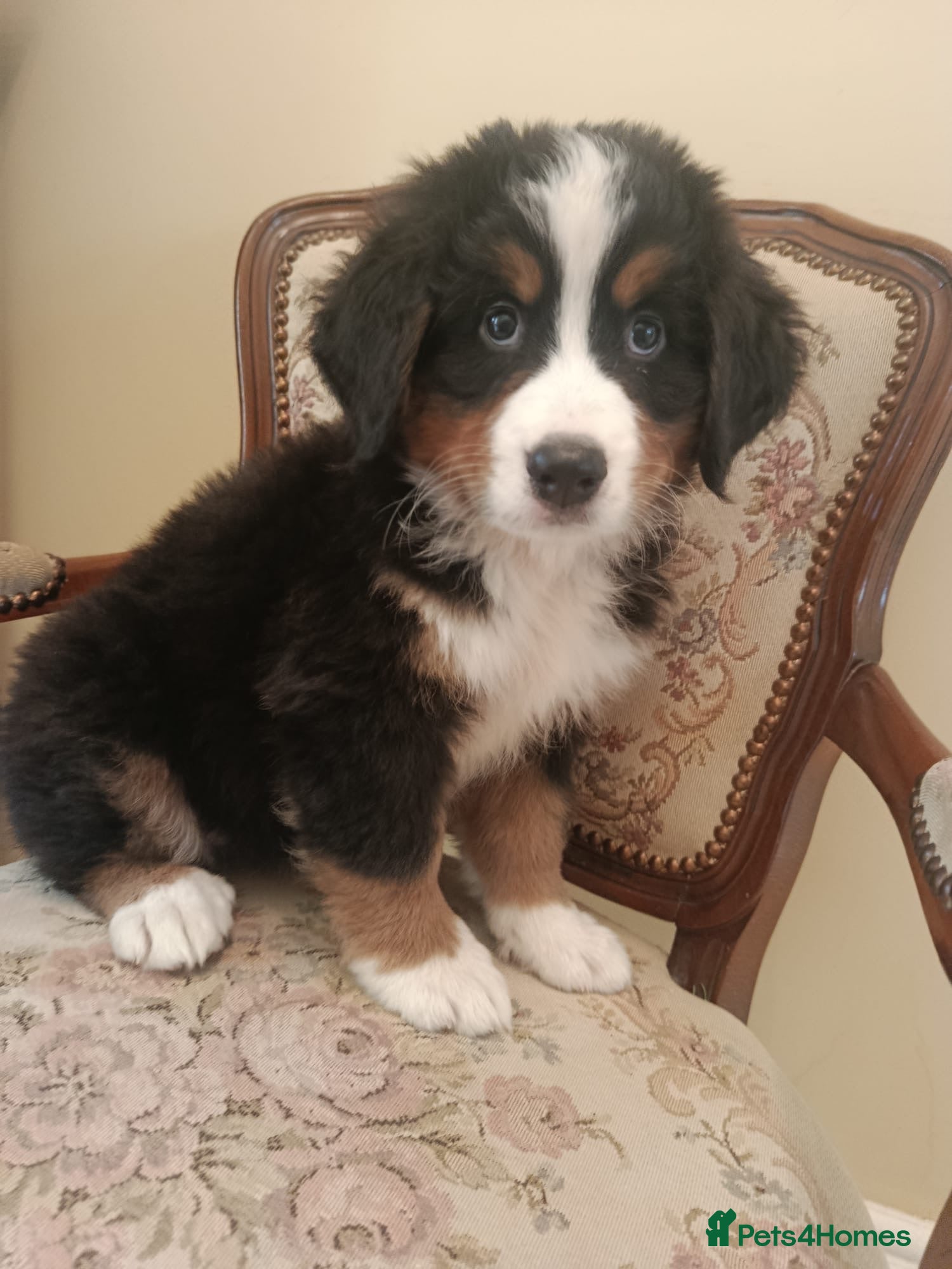 Bernese Mountain Dog dogs Beautiful Bernese Mountain Dog puppies - Advert 4