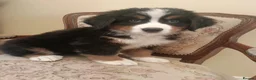 Bernese Mountain Dog dogs for sale: Beautiful Bernese Mountain Dog puppies in Omagh - Advert 1