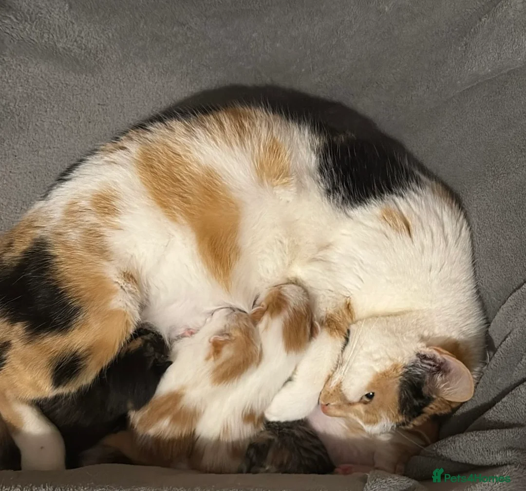 Domestic Shorthair cats for sale: 5 beautiful coloured kittens - Advert 1