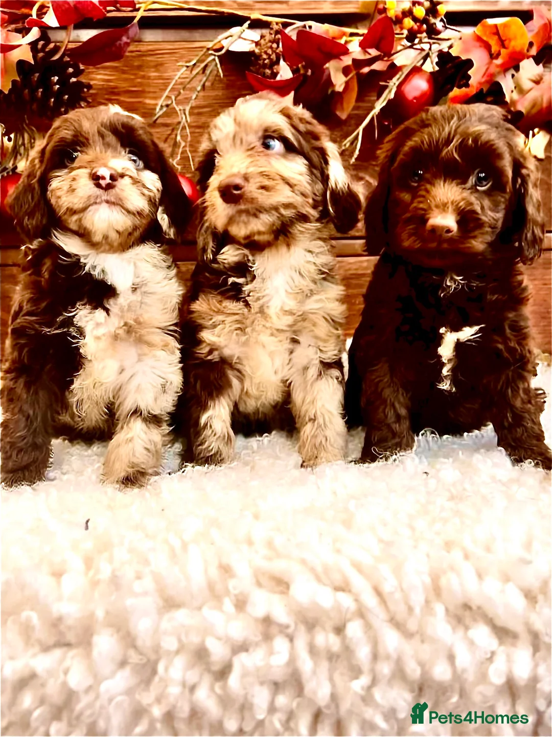 Sproodle dogs for sale: Chocolate Sproodle Puppies rare Merle  - Advert 16
