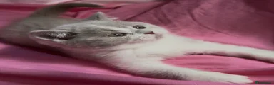 British Shorthair 2