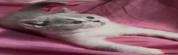 British Shorthair cats for sale: GCCF Lilac Bicolour British Shorthair Kittens - Advert 3