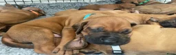 Rhodesian Ridgeback dogs for sale: KC reg/Family pet/Now accepting viewings  - Advert 3