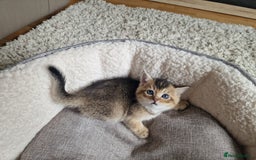 Scottish Fold cats for sale: Beautiful Scottish fold kittens - Image 15