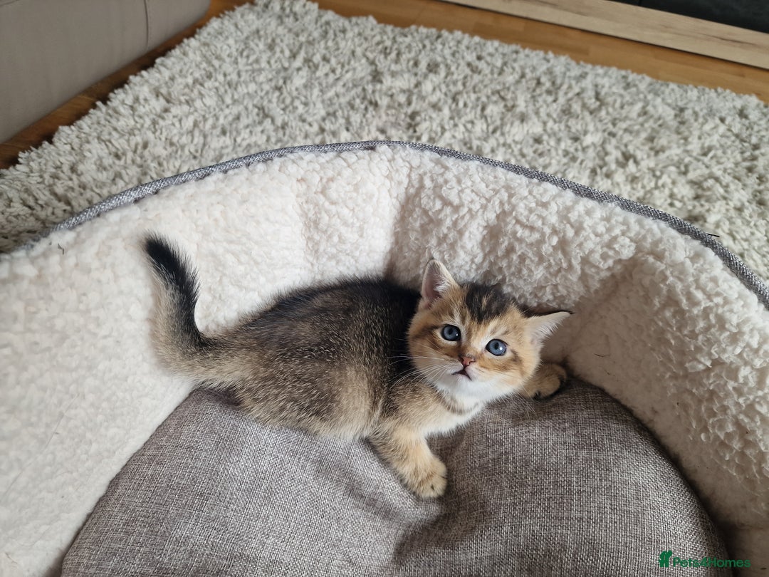 Scottish Fold cats for sale: Beautiful Scottish fold kittens - Image 15