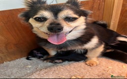 Chihuahua dogs for sale: 6 adorable chihuahuas - Image 12