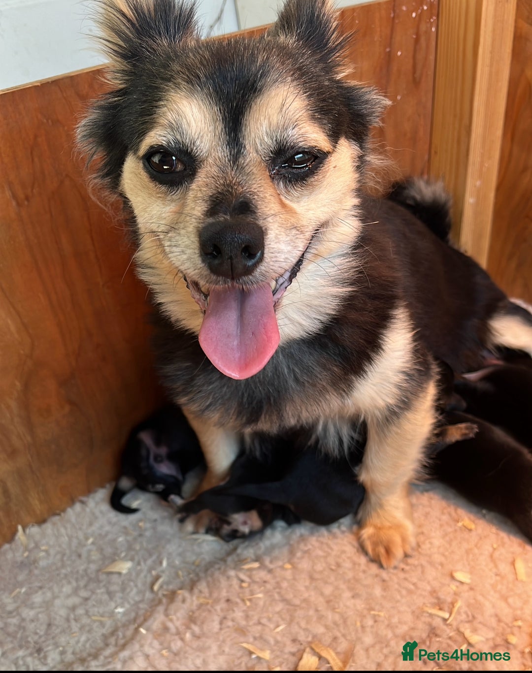 Chihuahua dogs for sale: 6 adorable chihuahuas - Image 12