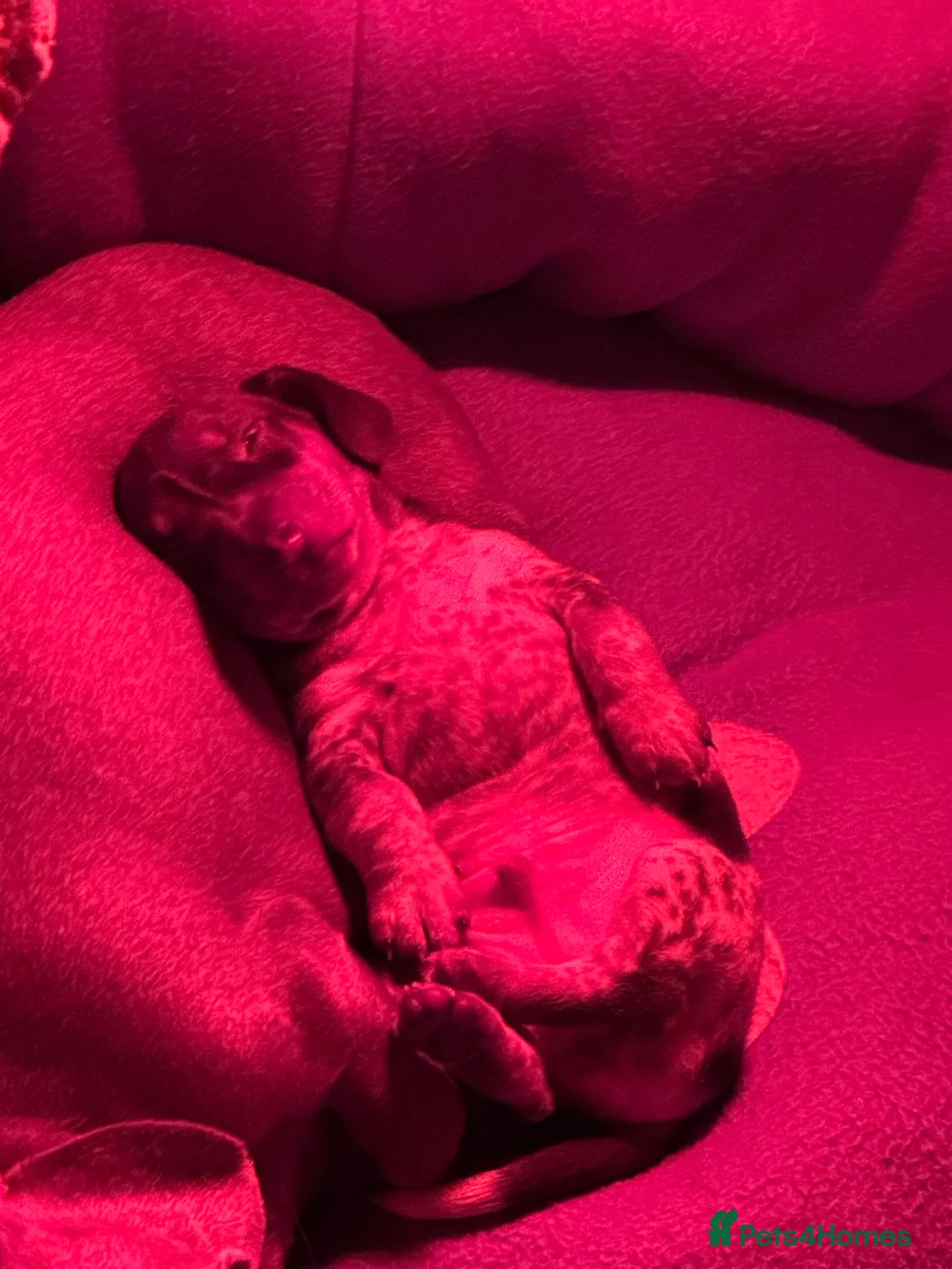 Miniature Dachshund dogs for sale: Beautiful boy - Advert 15