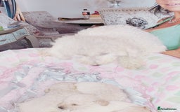 Miniature Poodle dogs for sale: Miniature poodle  - Image 17