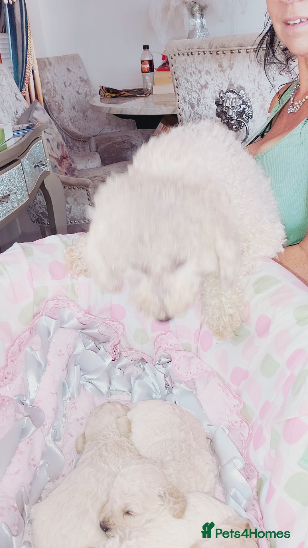 Miniature Poodle dogs for sale: Miniature poodle  - Image 17