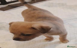 Mixed Breed dogs for sale: Pug X Collie pups (Pugollies) 3 Boys 2 Girls - Advert 9