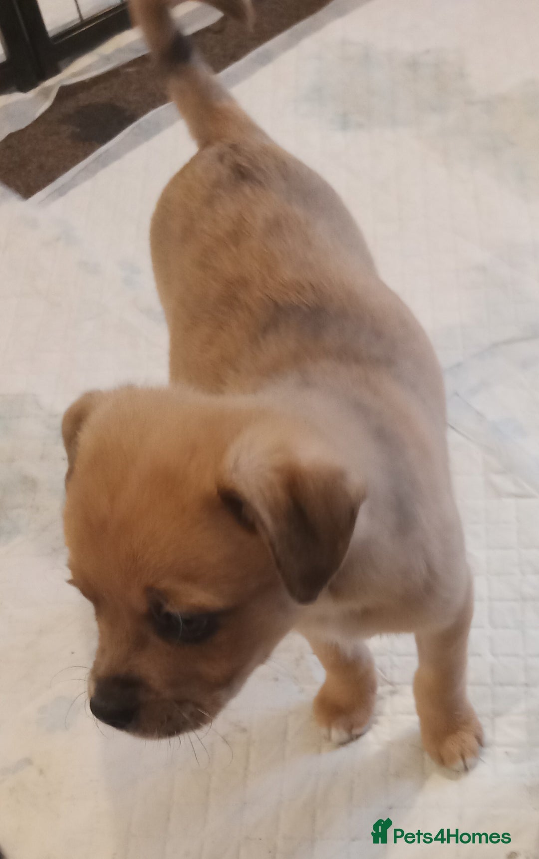 Mixed Breed dogs for sale: Pug X Collie pups (Pugollies) 3 Boys 2 Girls - Advert 9