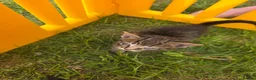 Mixed Breed cats for sale: The little kittens are looking for new homes. - Advert 8