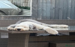 Old English Sheepdog dogs for stud: OLD ENGLISH SHEEPDOG for Stud KC Registered - Image 10