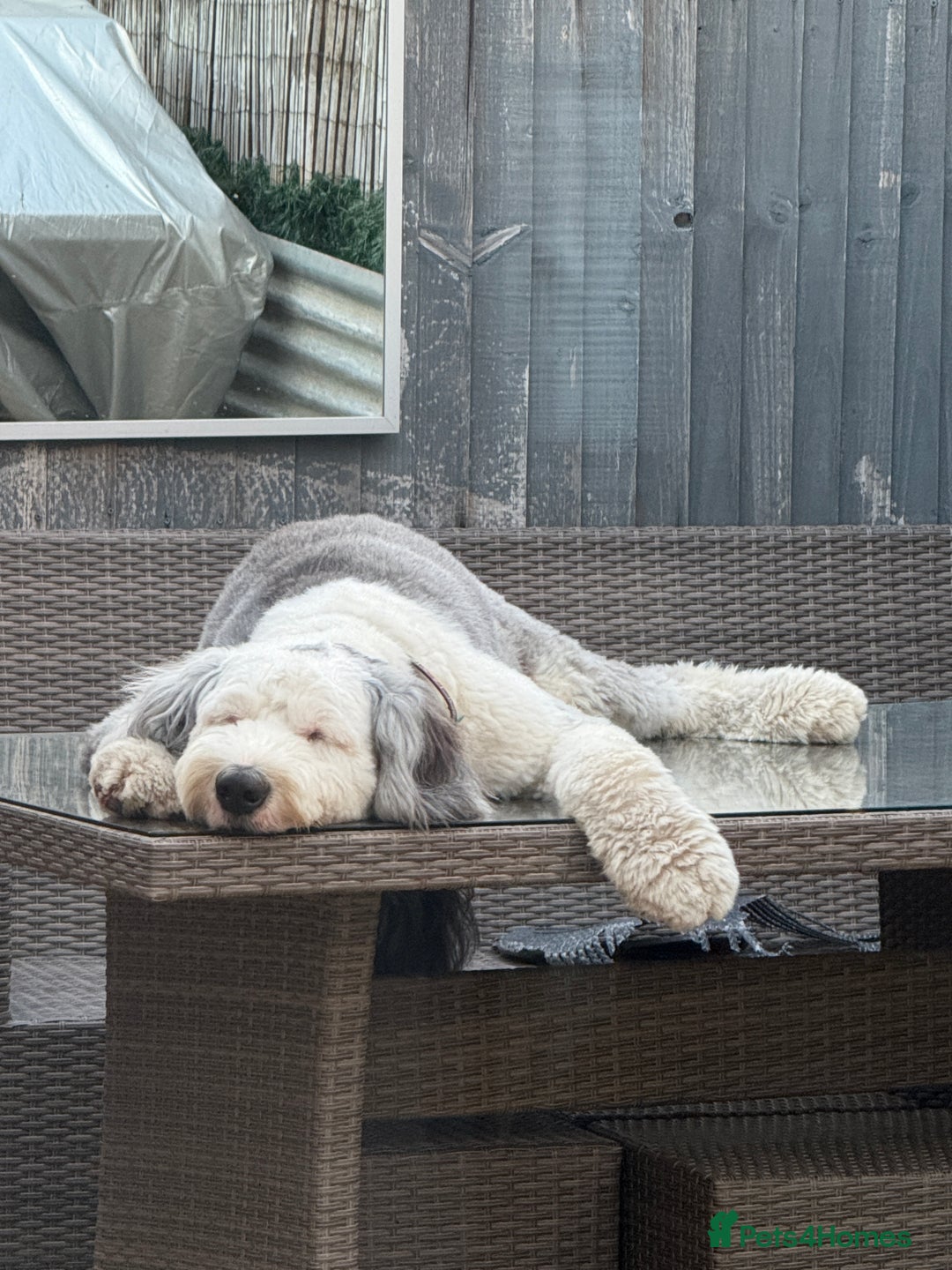 Old English Sheepdog dogs for stud: OLD ENGLISH SHEEPDOG for Stud KC Registered - Image 10