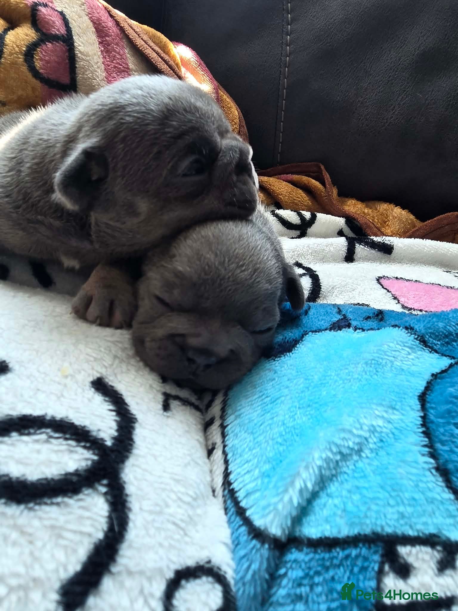 French Bulldog dogs Beautiful French bulldog pupies  - Advert 1