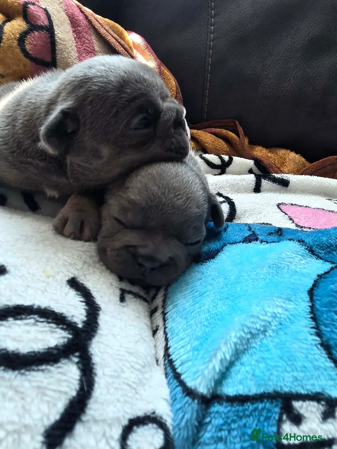 French Bulldog dogs for sale: Beautiful French bulldog pupies  - Advert 1