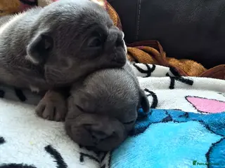French Bulldog dogs Beautiful French bulldog pupies - Advert 1