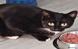 Mixed Breed cats for adoption: PANCAKE - Advert 1