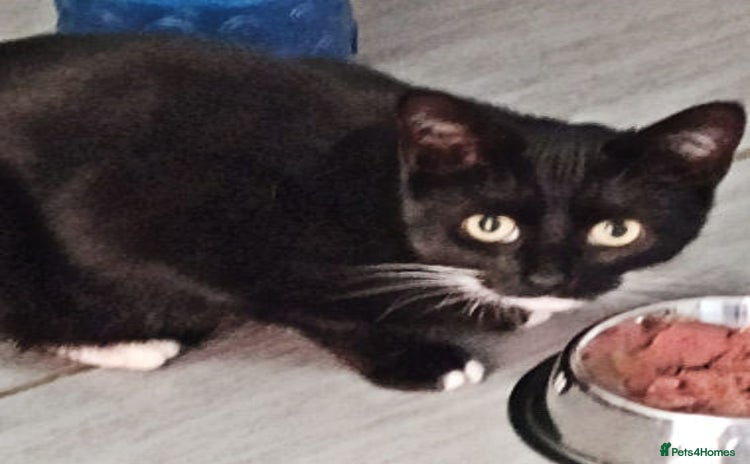 Mixed Breed cats PANCAKE - Advert 6