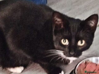 Mixed Breed cats PANCAKE - Advert 1