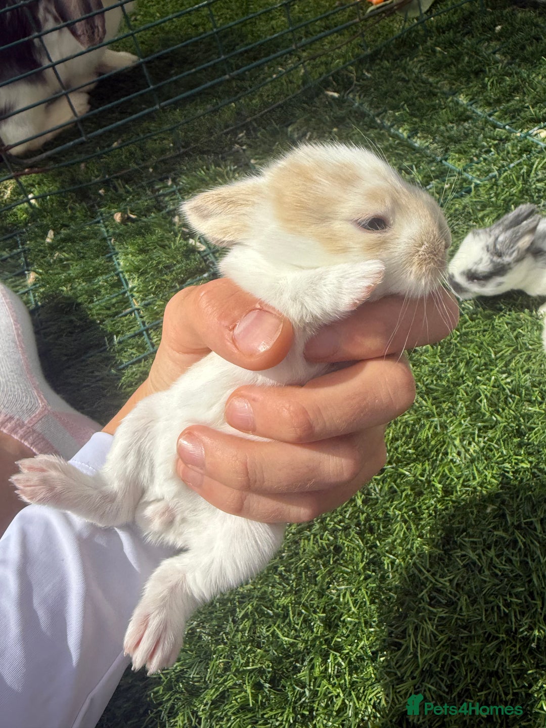 English Lop rabbits for sale: 4x English baby bunny rabbit  - Image 5