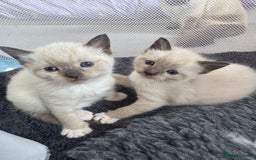 Ragdoll cats for sale: Beautiful Ragdoll kittens open to reasonable offer - Image 12