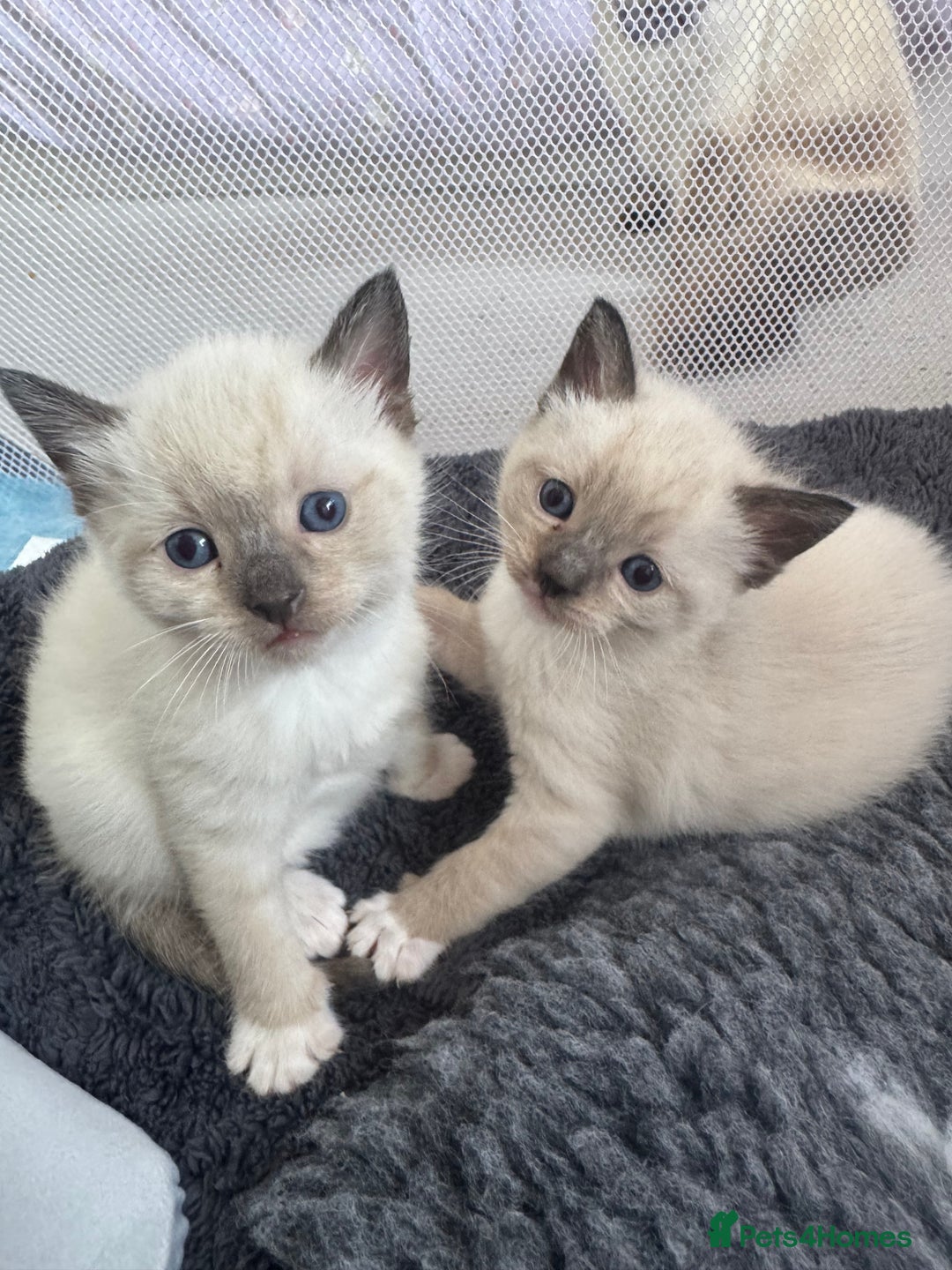 Ragdoll cats for sale: Beautiful Ragdoll kittens open to reasonable offer - Image 12