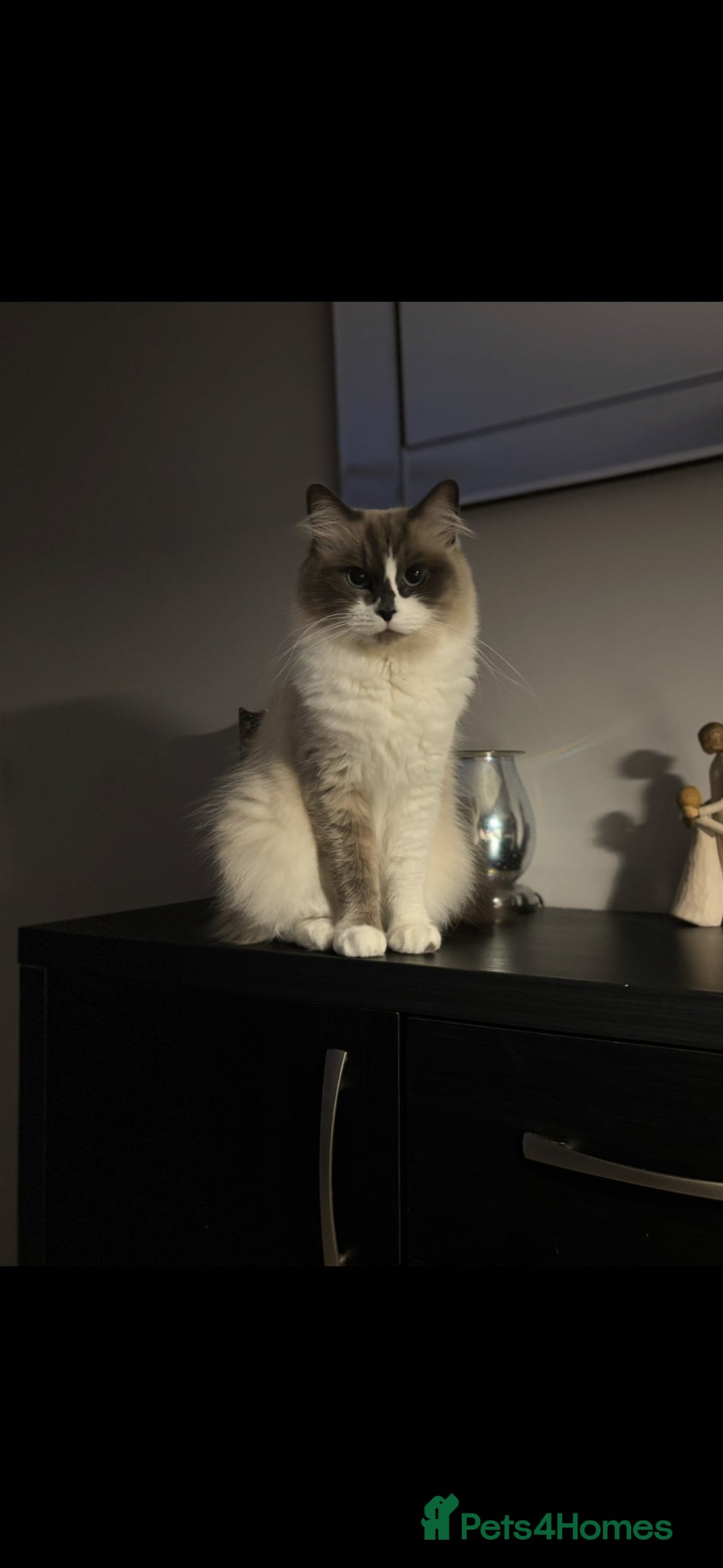 Ragdoll cats Ragdoll x Maine coon  - Advert 1