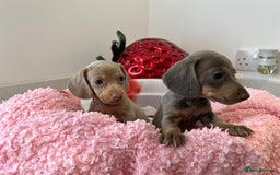 Miniature Dachshund dogs for sale: Stunning Mini Dachshund Puppies - Image 7