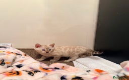 Bengal cats for sale: PURE BRED SNOW LYNX kittens 🐱 - Advert 12